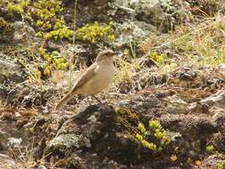 Image of Buff-breasted Earthcreeper