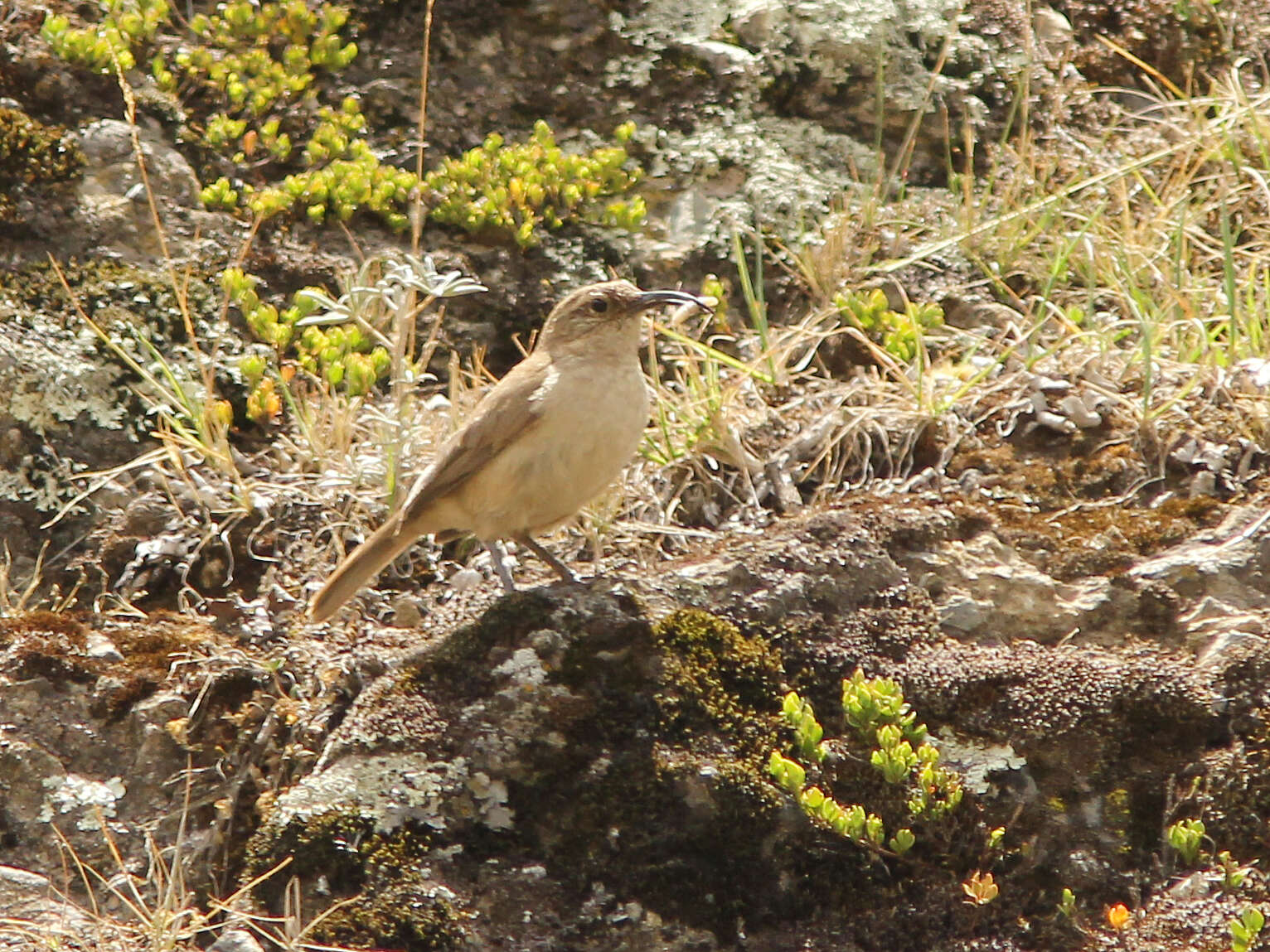 Image of Buff-breasted Earthcreeper