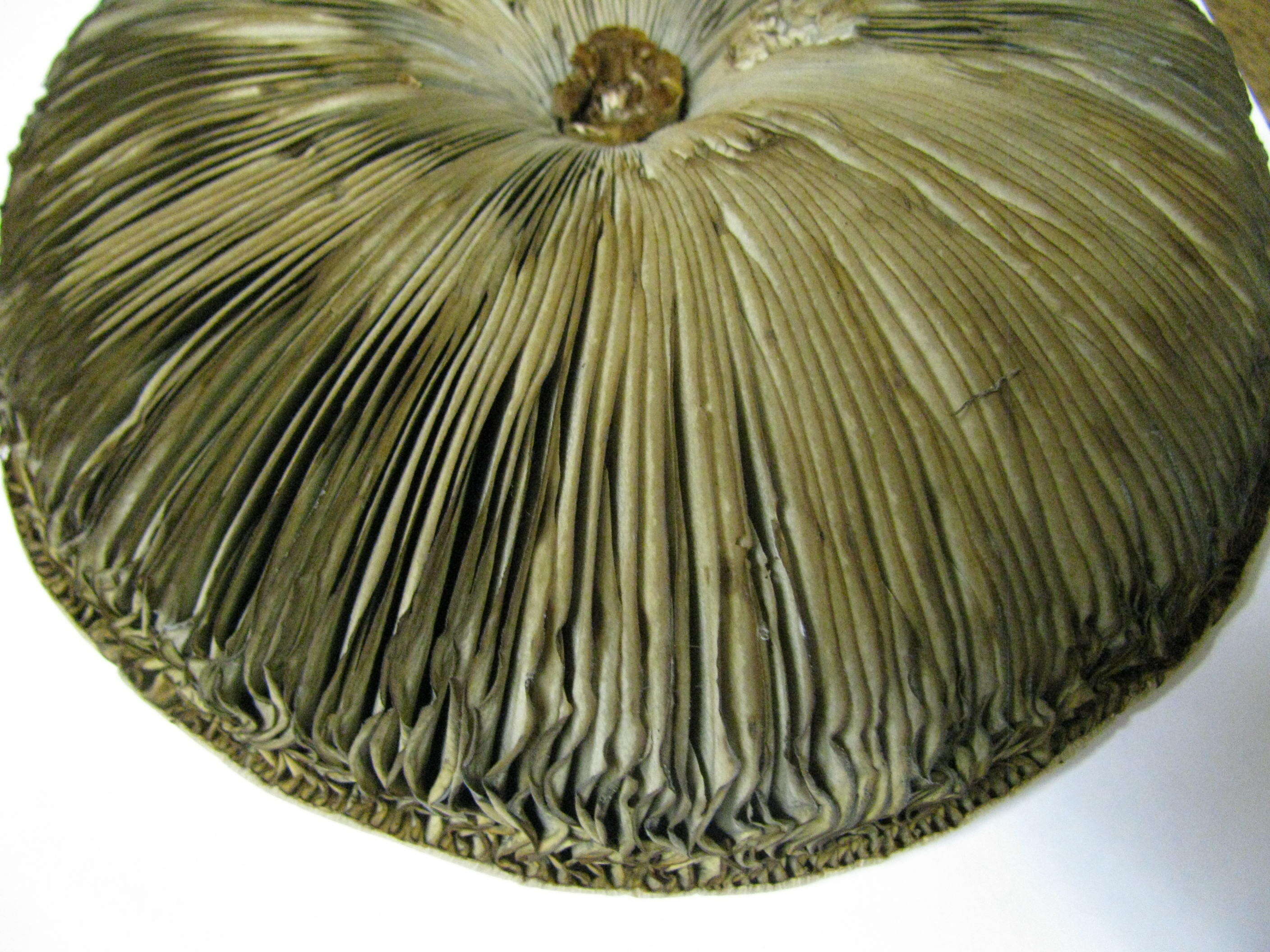 Image of Green-spored parasol