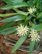 Слика од Prosthechea cochleata (L.) W. E. Higgins