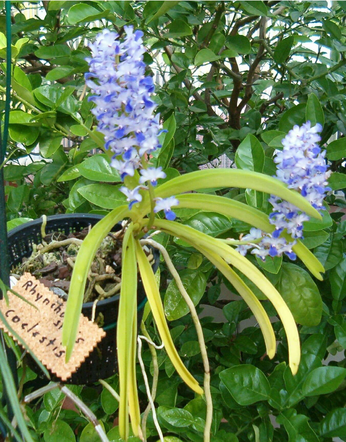 Sivun Rhynchostylis coelestis (Rchb. fil.) A. H. Kent kuva