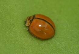 Image of Lady beetle