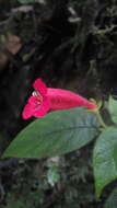 Image de Kohleria grandiflora L. P. Kvist & L. E. Skog