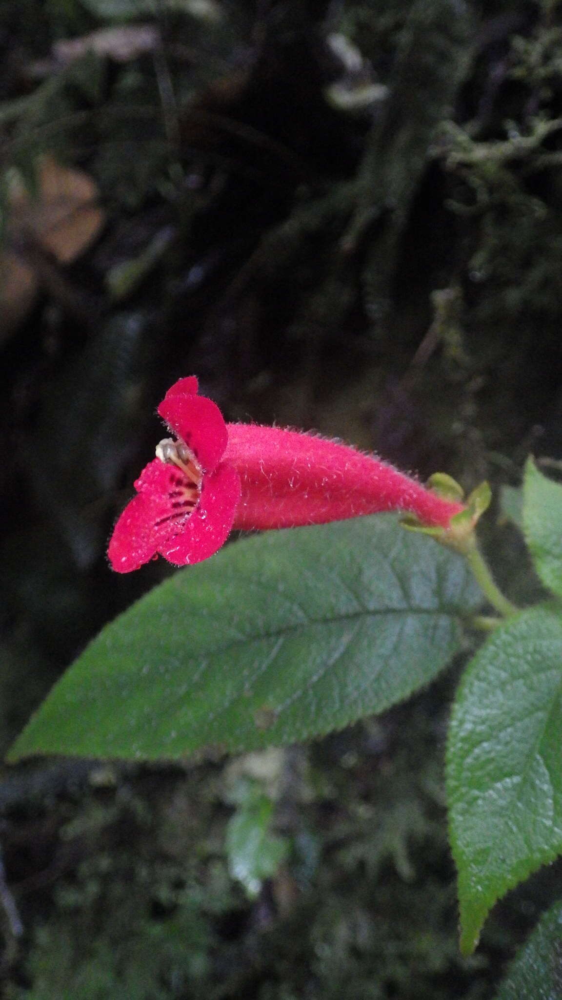 Image de Kohleria grandiflora L. P. Kvist & L. E. Skog