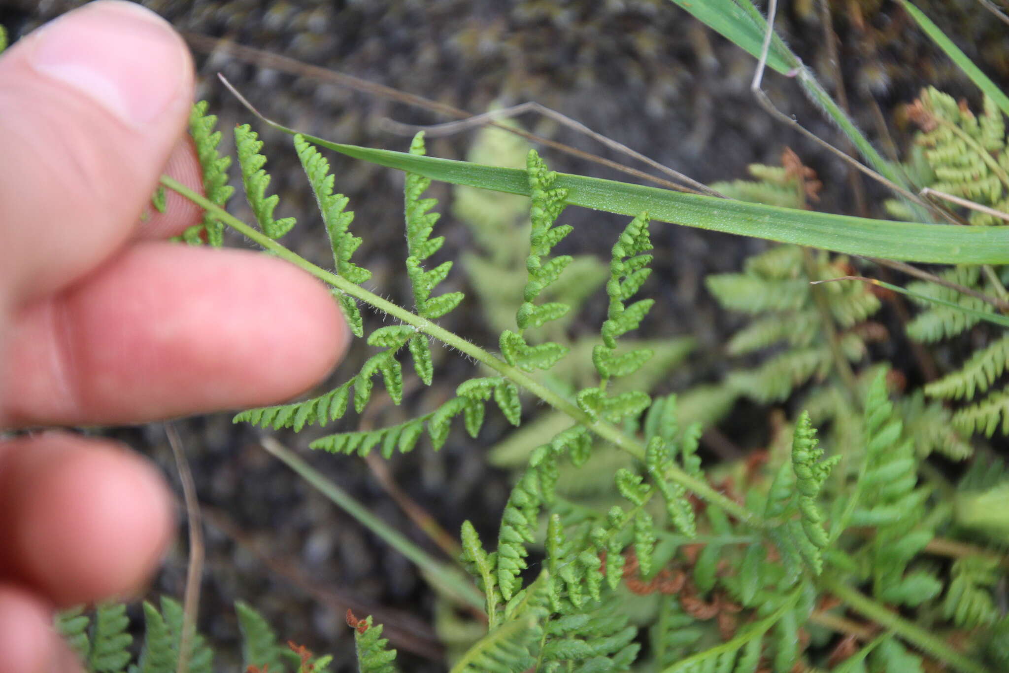 Image of Rocky Mountain woodsia