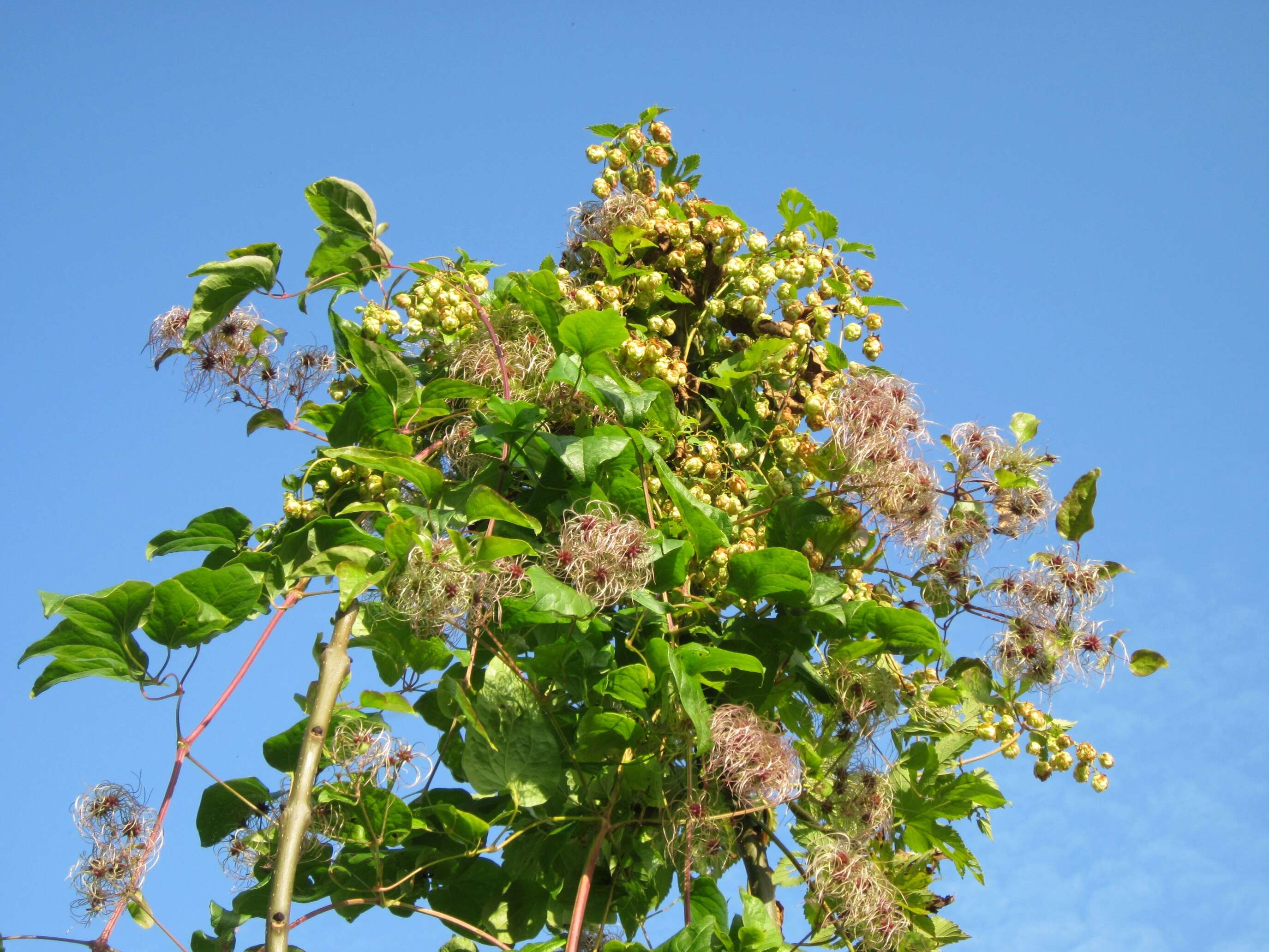 Image of common hop