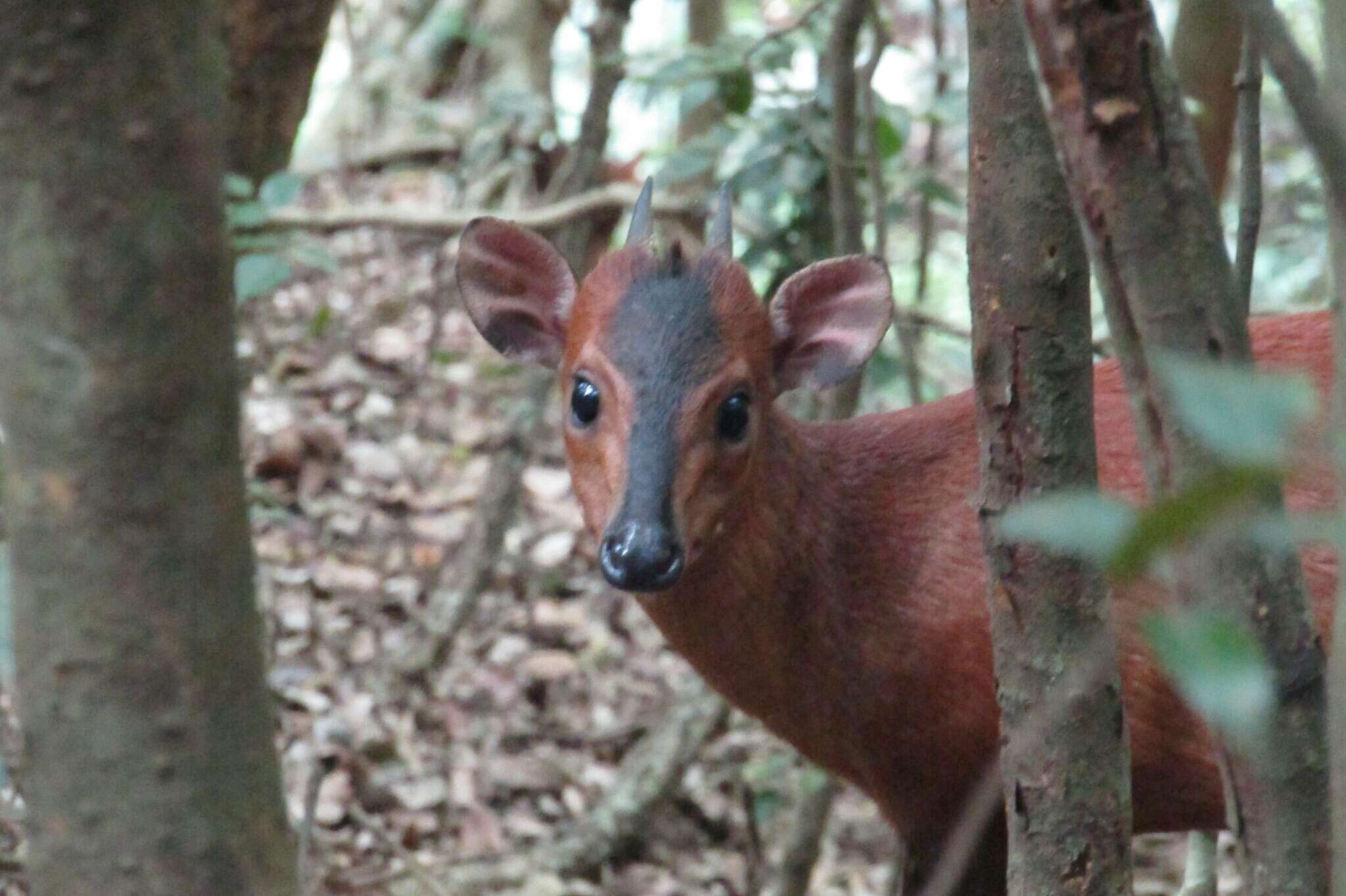 Image of East African Red Duiker