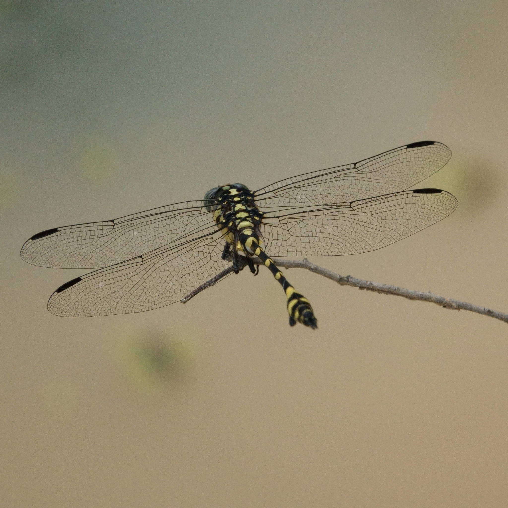 Imagem de Ictinogomphus australis (Selys 1873)