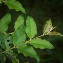 Image of Eucalyptus tindaliae Blakely