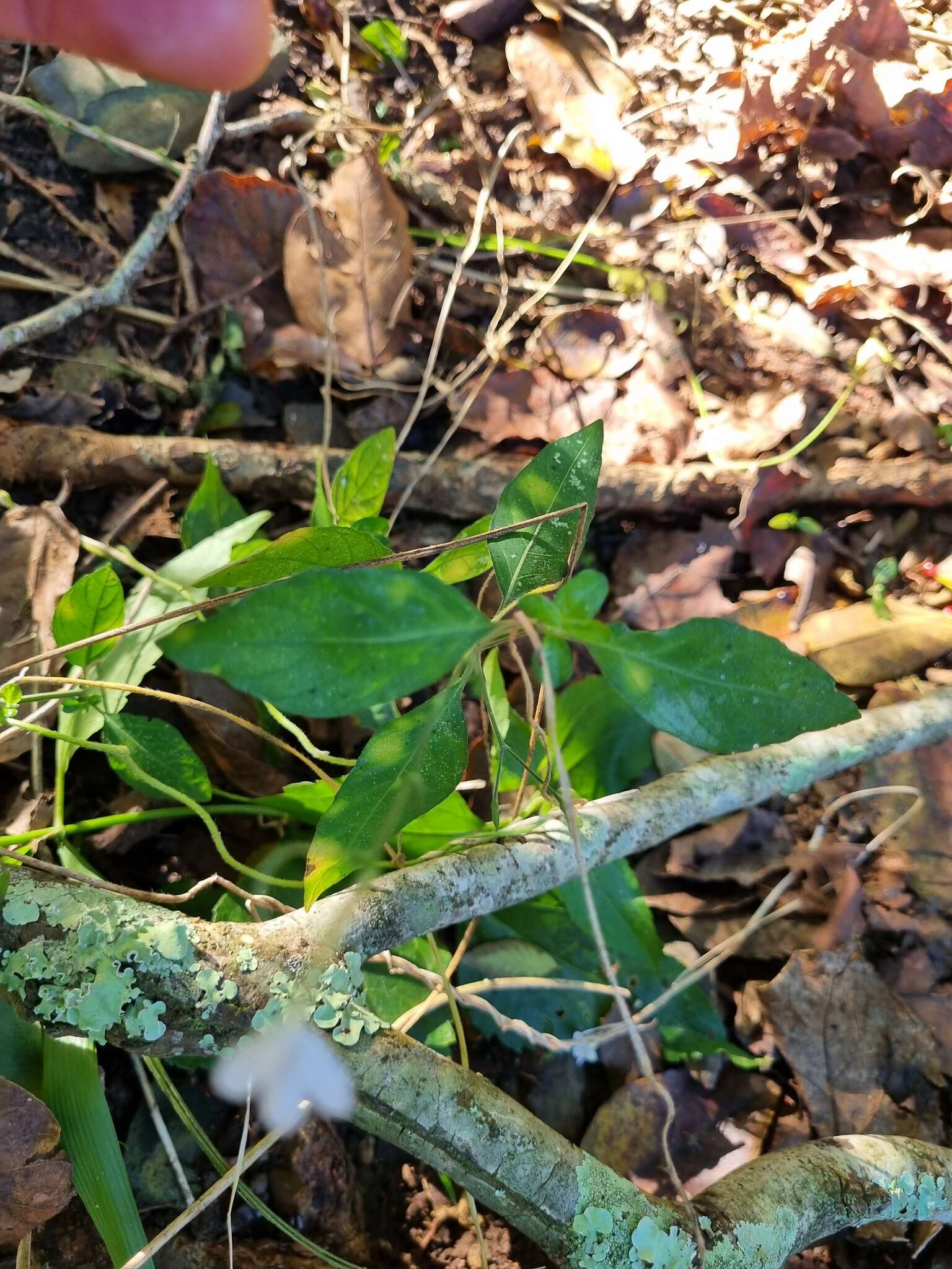 Image of Rhinacanthus latilabiatus (K. Balkwill) I. Darbysh.