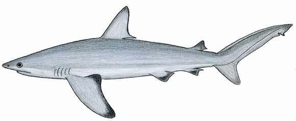 Image of Bignose Shark