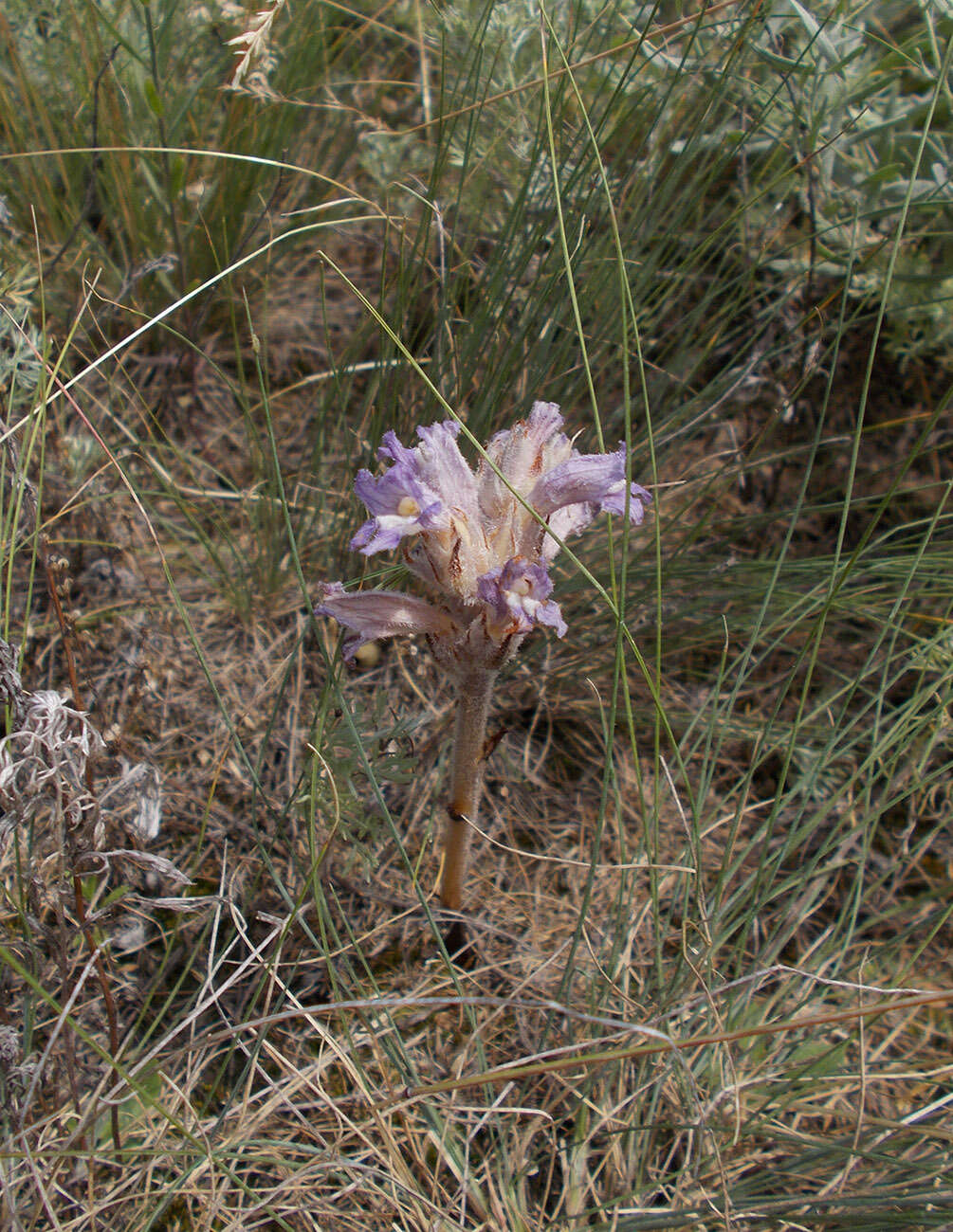 Image of Phelipanche caesia (Rchb.) Soják