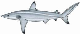 Image of Spinner Shark