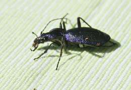 Image of Blue Ground Beetle