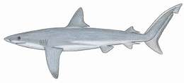 Image de Requin des Galapagos