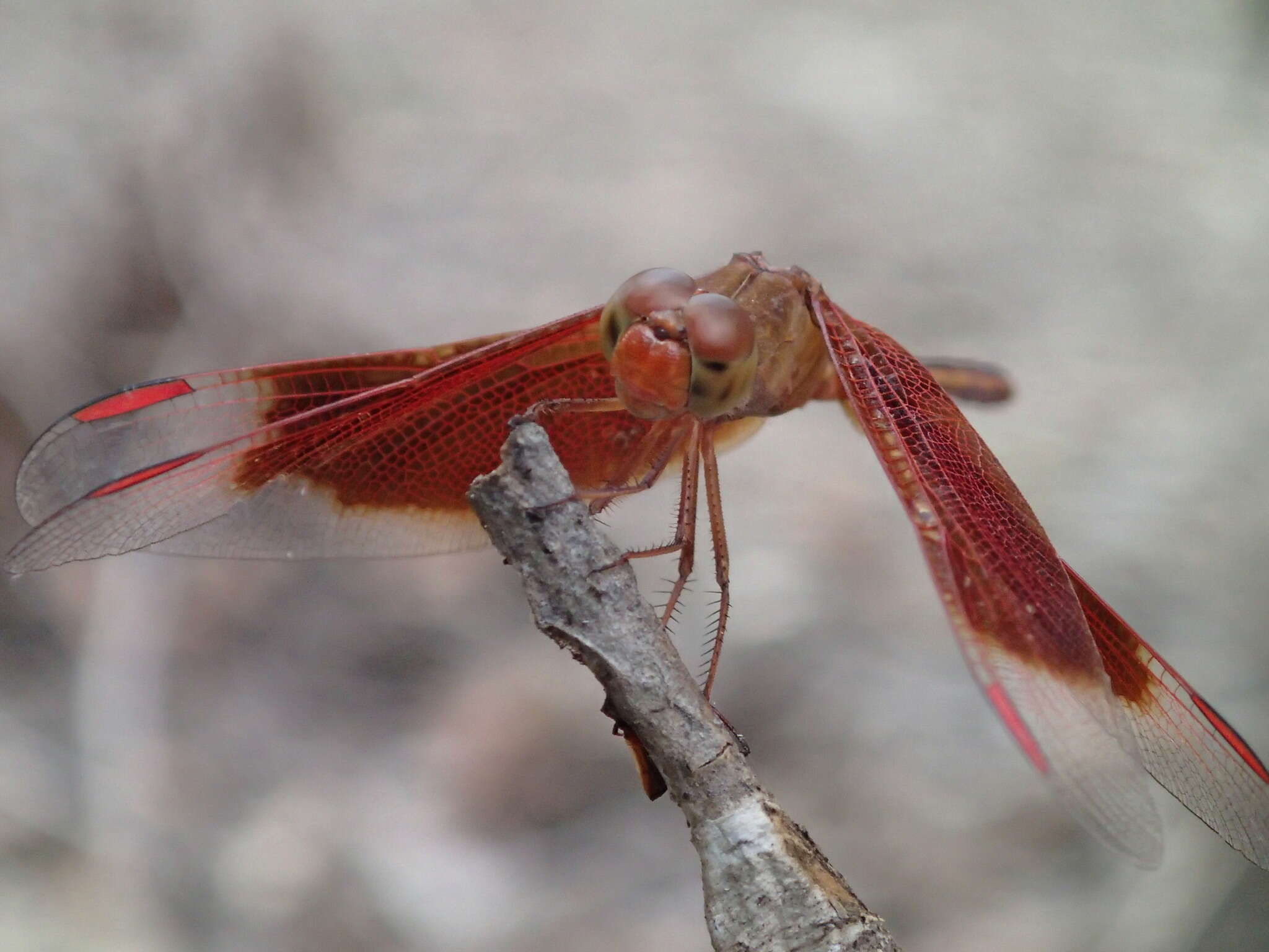 Image de Neurothemis stigmatizans (Fabricius 1775)