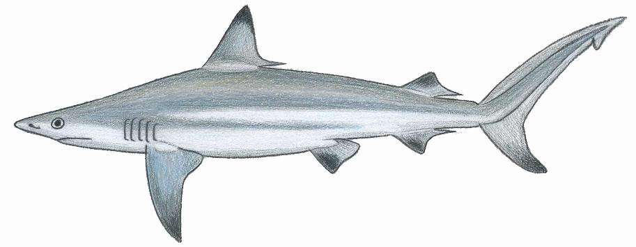 Слика од Carcharhinus limbatus (Müller & Henle 1839)