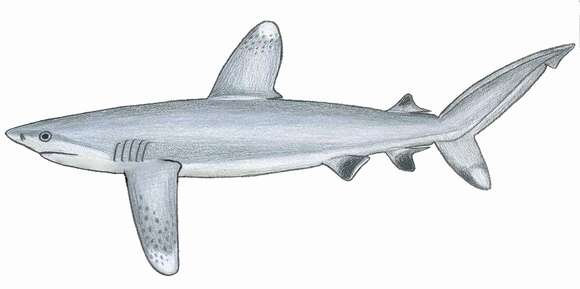 Слика од Carcharhinus longimanus (Poey 1861)