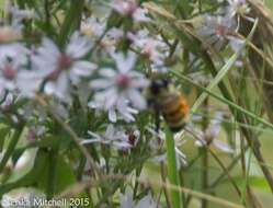 Image of Tricolored Bumble Bee