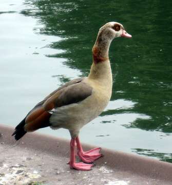 Image of Egyptian Goose