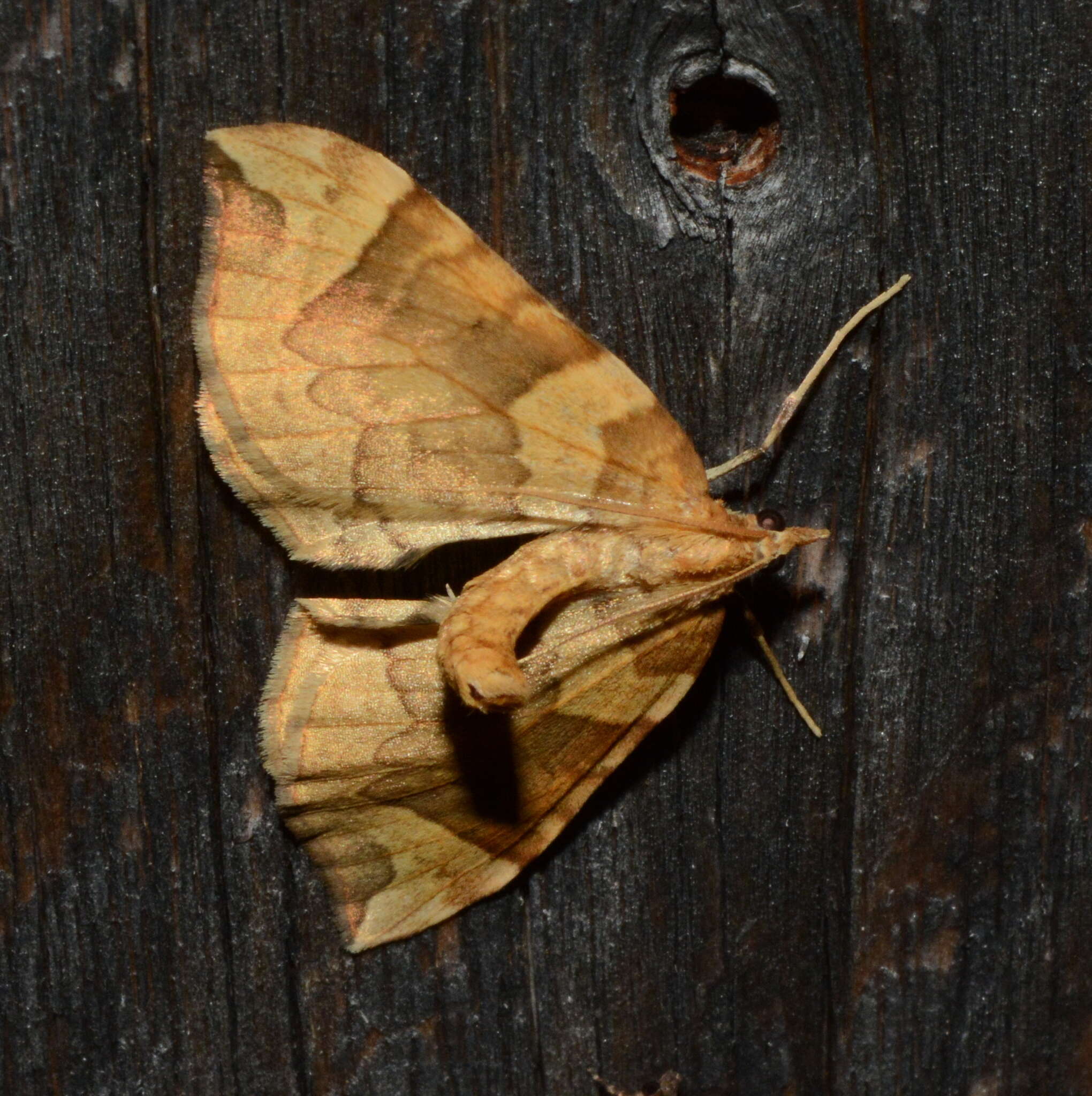 Image of Barred Yellow