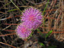 Image of Florida mimosa