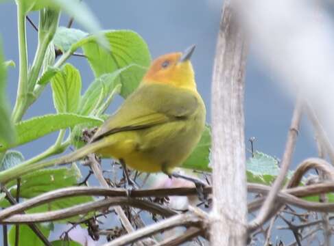 Image of Rust-and-yellow Tanager