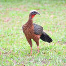 Image of White-crested Guan