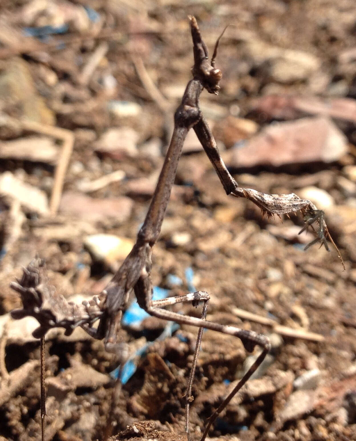 Plancia ëd Empusa