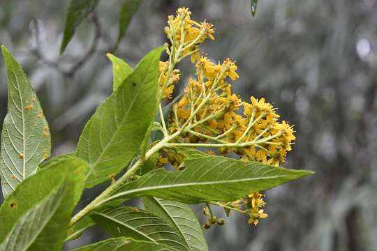 Image of Verbesina hypargyrea B. L. Rob. & Greenm.