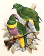 Image of Yellow-banded Fruit-dove