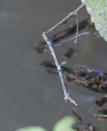 Image of Acanthagrion quadratum Selys 1876