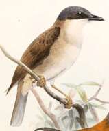 Image of Pachycephala Vigors 1825