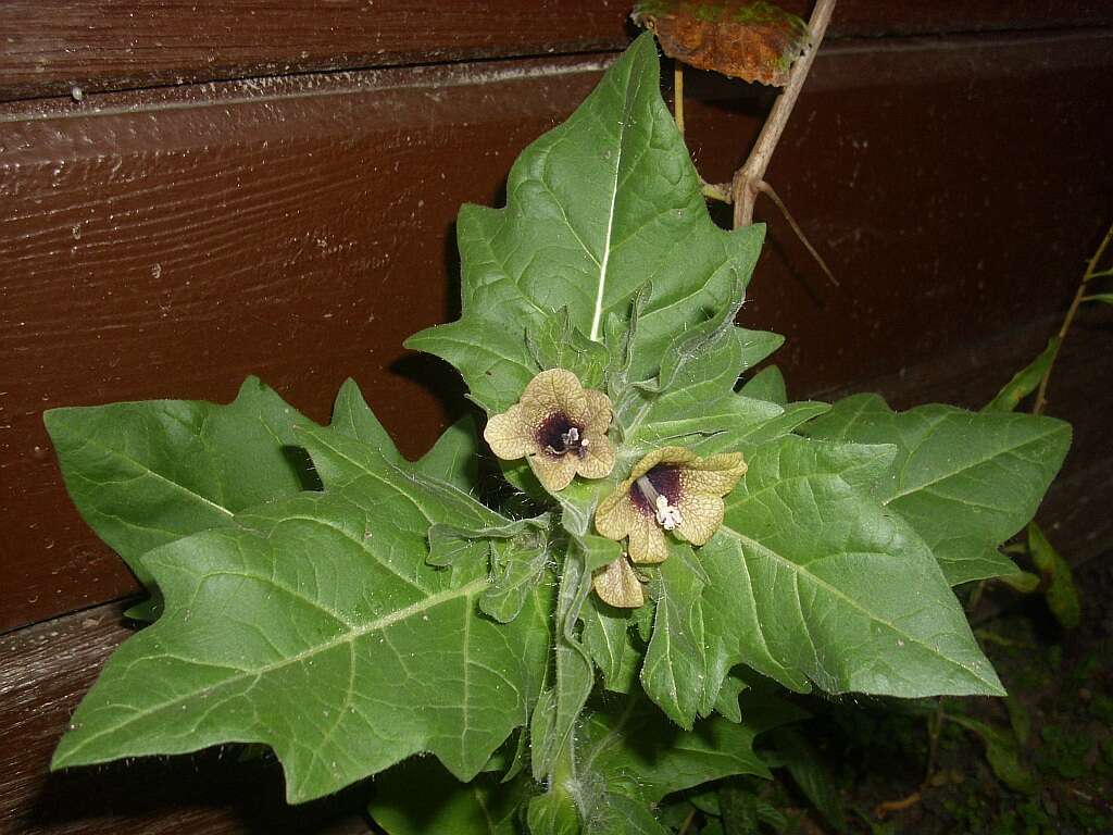 Image of black henbane