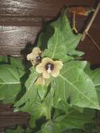 Image of black henbane