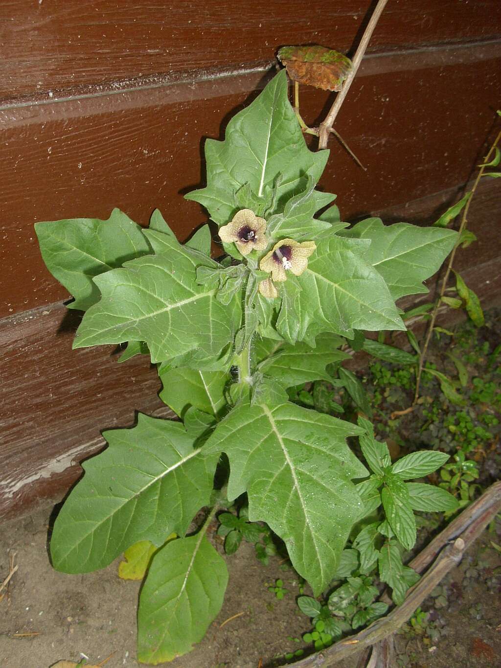 Image of black henbane