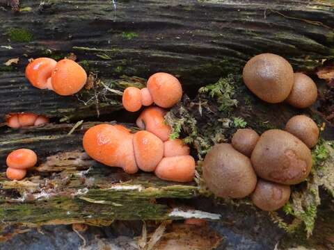 Image of Lycogala epidendrum