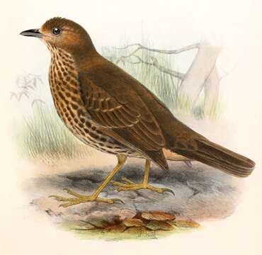 Imagem de Turdus eremita (Gould 1855)