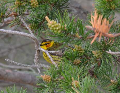 Image of Cape May Warbler