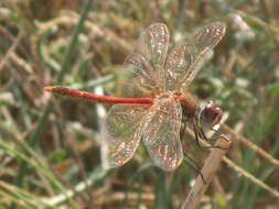 Image of Red-veined Darter