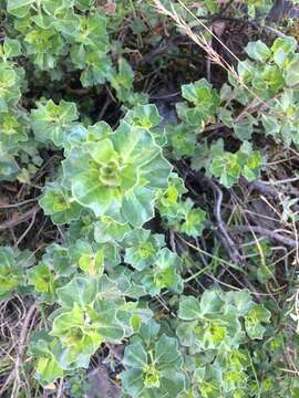 Image de Baccharis papillosa Rusby