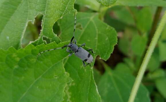 Image of Canidia cincticornis balteata (Lacordaire 1872)