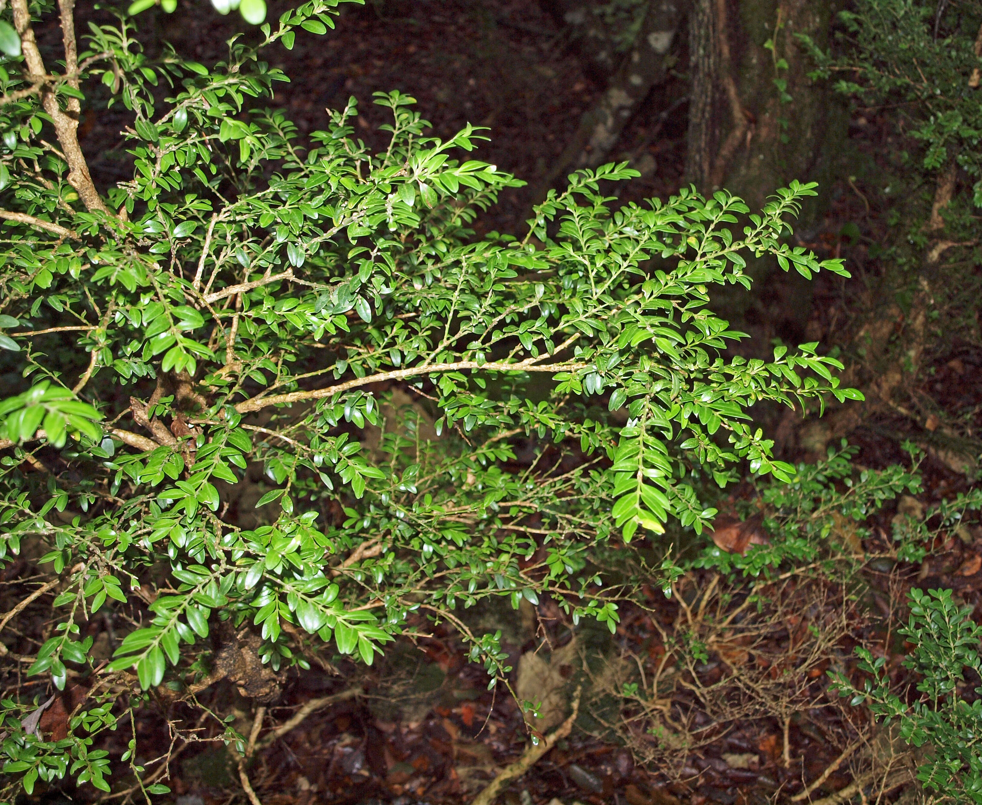 Image of box-leaf honeysuckle