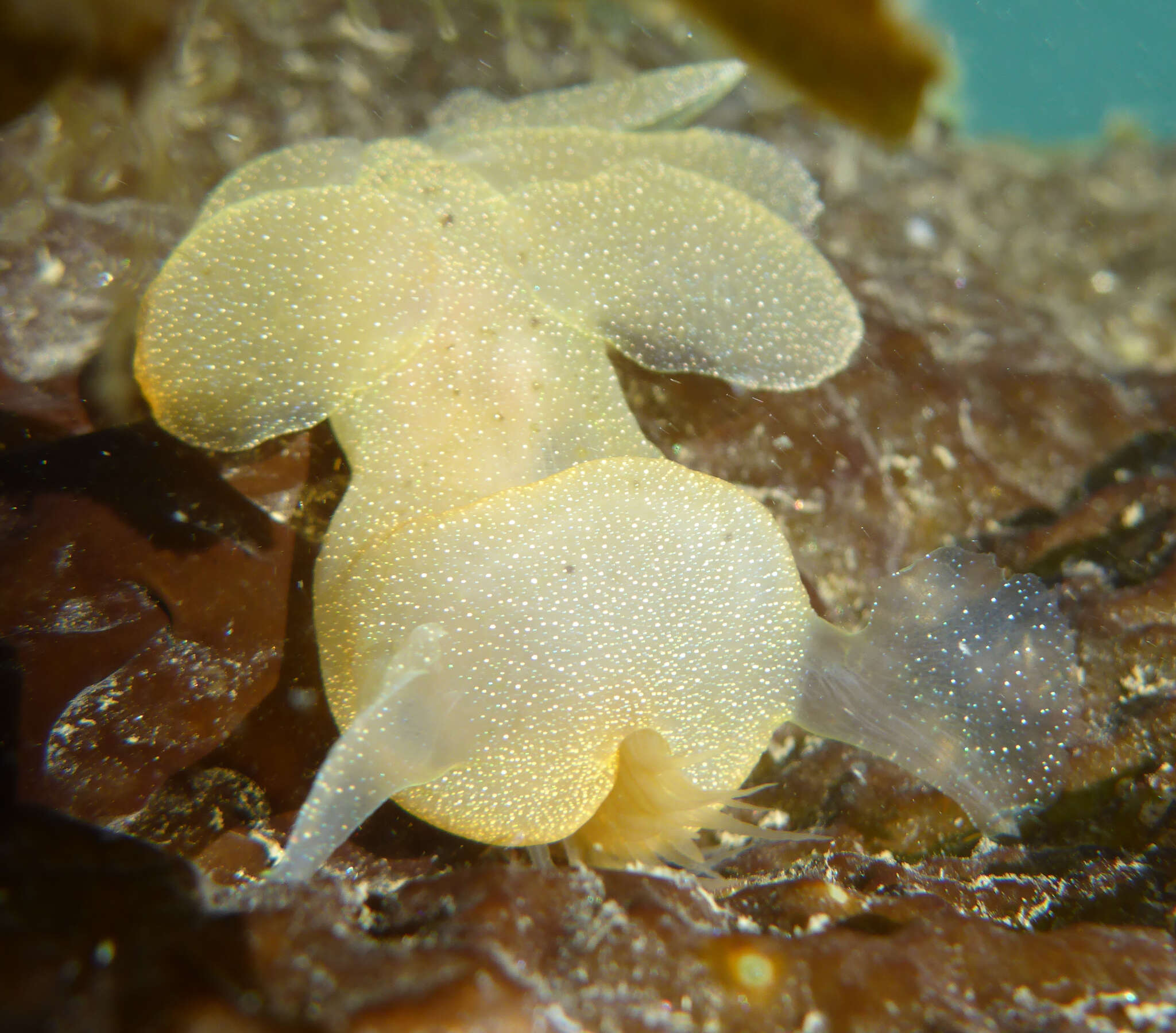 Image of Hooded sea slug