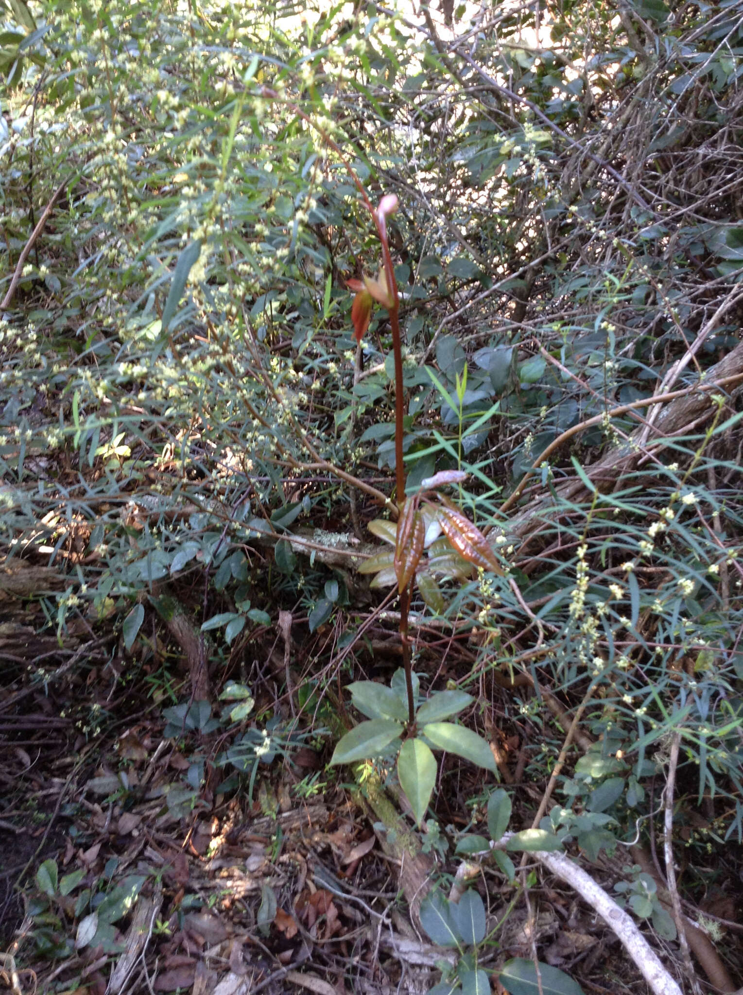 Image of Nothocissus hypoglauca (A. Gray) Latiff