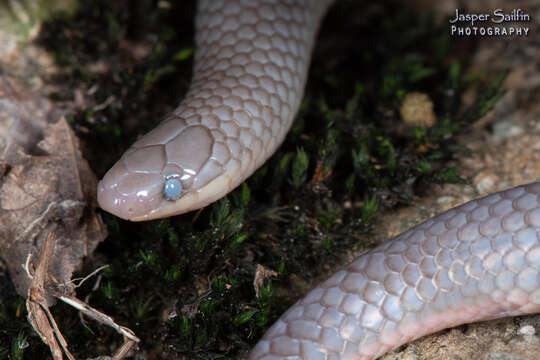 Image of Carphophis amoenus helenae (Kennicott 1859)