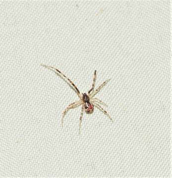 Image of Theridion pyramidale L. Koch 1867