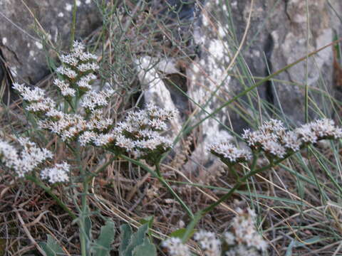 Image of Goniolimon dalmaticum (C. Presl) Rchb. fil.