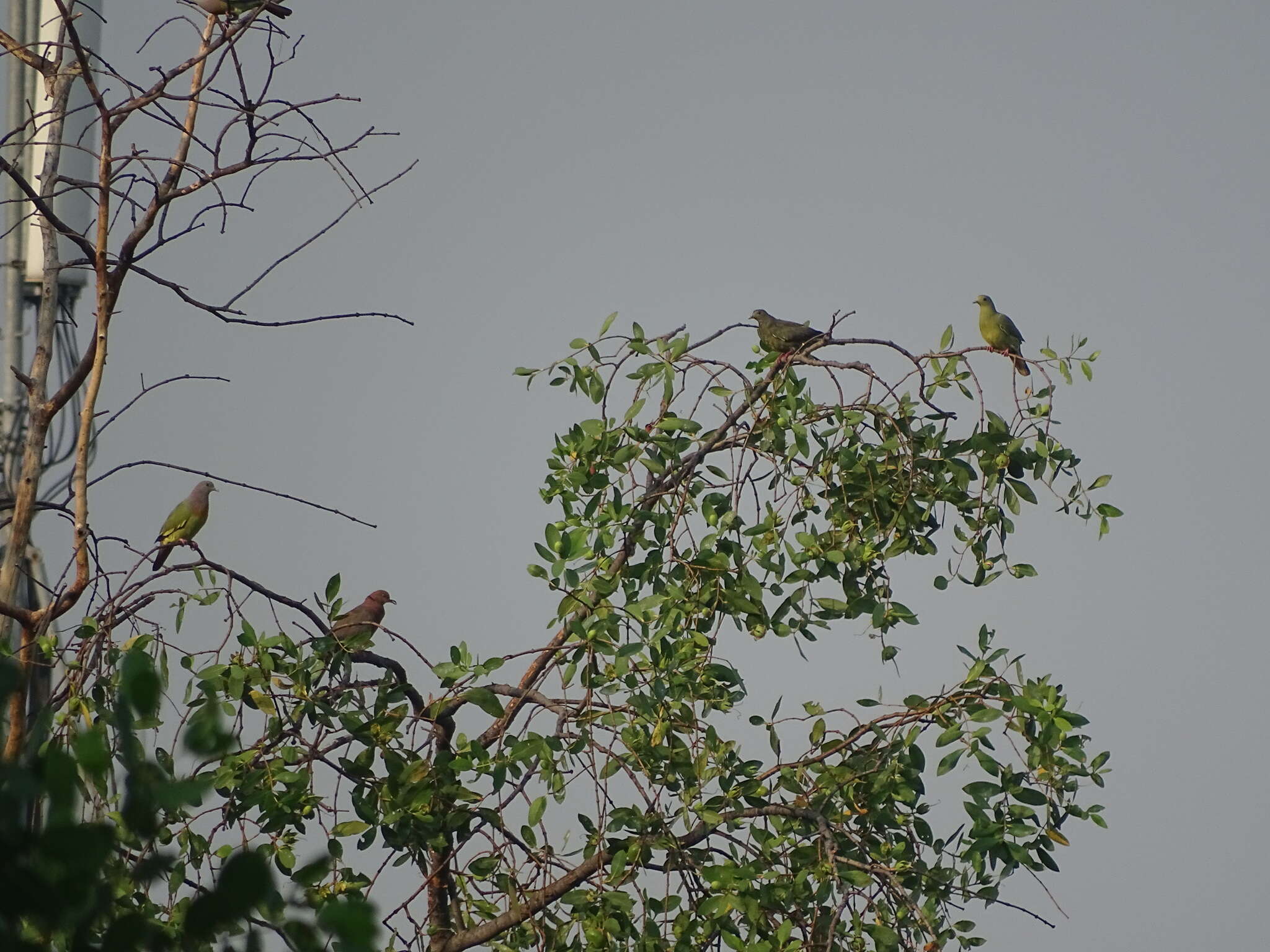 Image of Island Collared Dove