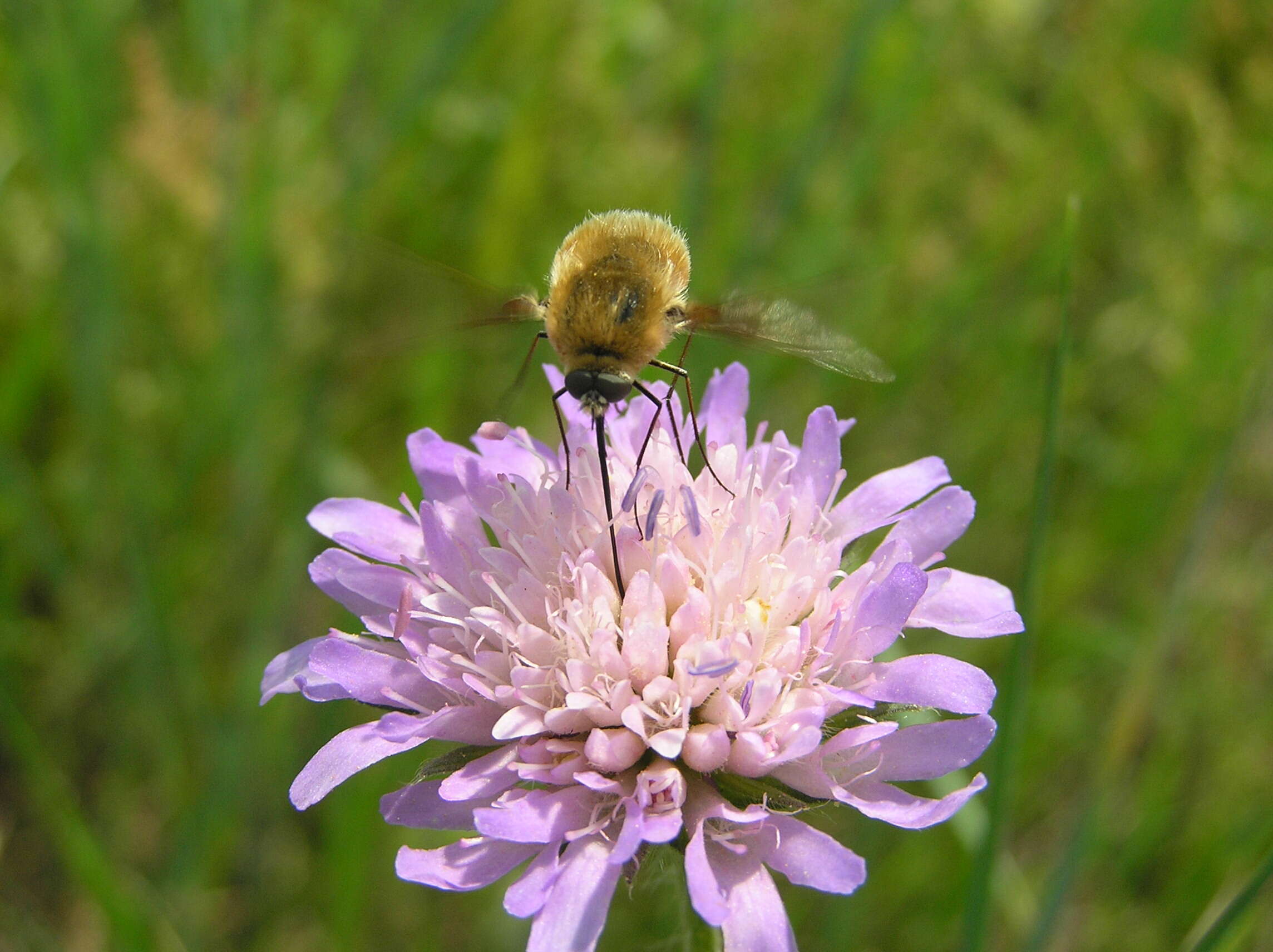 Image of Large bee-fly